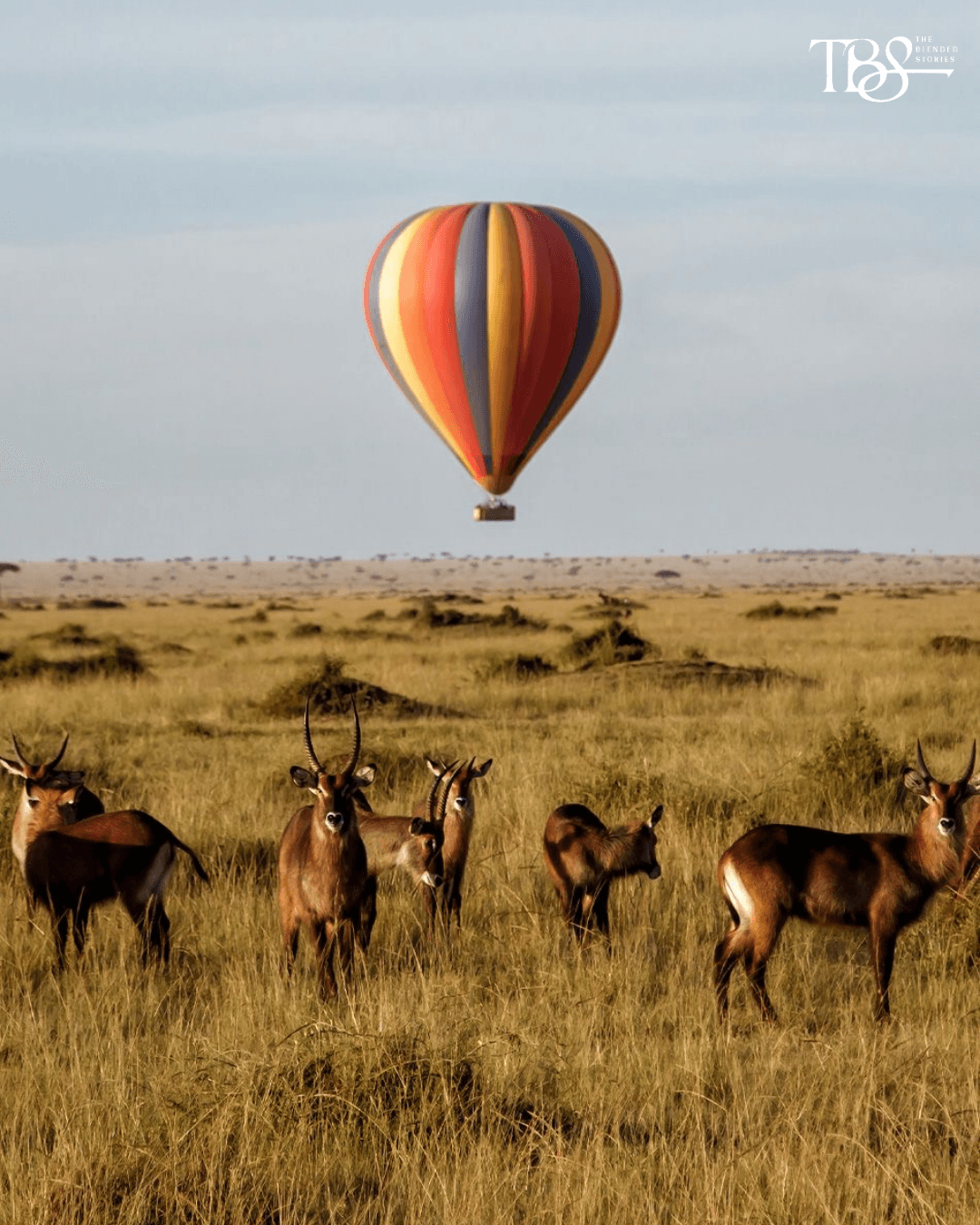 Hot Air Balloon Safari
